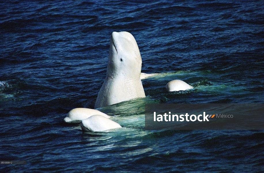 Ballena Beluga (Delphinapterus leucas) frotando la cola en la parte inferior de la corriente, territ