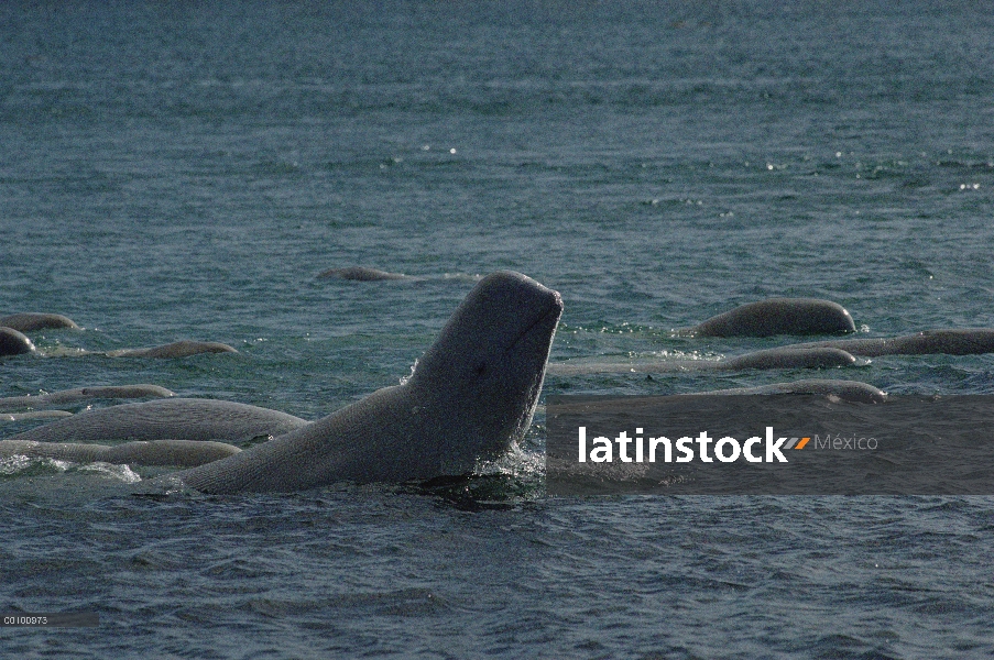 Beluga (Delphinapterus leucas) haciendo cabeza repetida bofetadas, Cunningham río estuario, territor