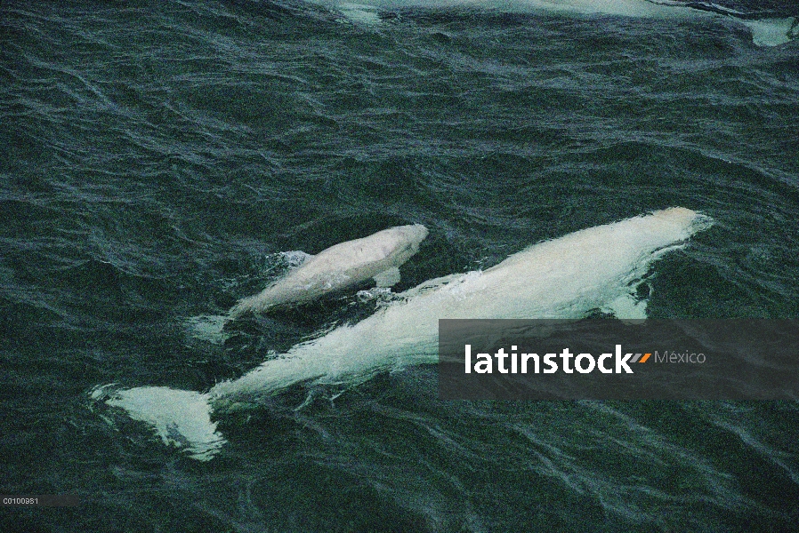 Beluga (Delphinapterus leucas) vacas y terneros en poco profundo estuario, Isla Somerset, Nunavut, C