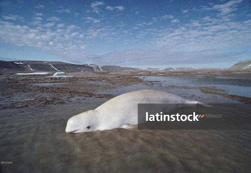 Ballena Beluga (Delphinapterus leucas) en marea baja, isla de Somerset, Nunavut, Canadá