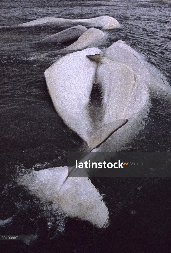 Ballenas beluga (Delphinapterus leucas) trenzadas hasta que la marea en la isla Somerset, territorio