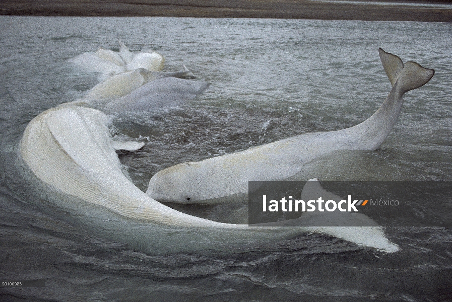 Vaina de la beluga (Delphinapterus leucas) trenzado de espera a la marea entrante, Isla Somerset, Nu