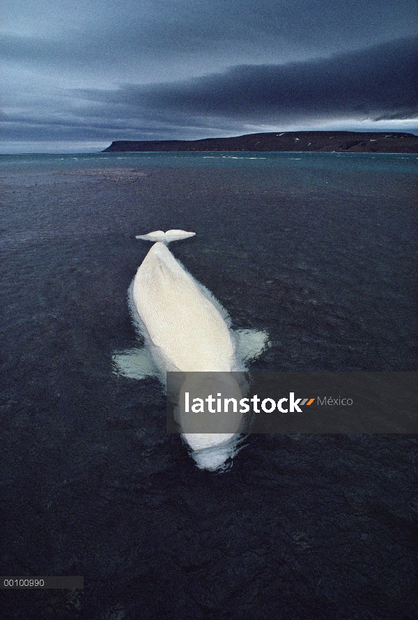 Ballena Beluga (Delphinapterus leucas) en marea baja, isla de Somerset, Nunavut, Canadá