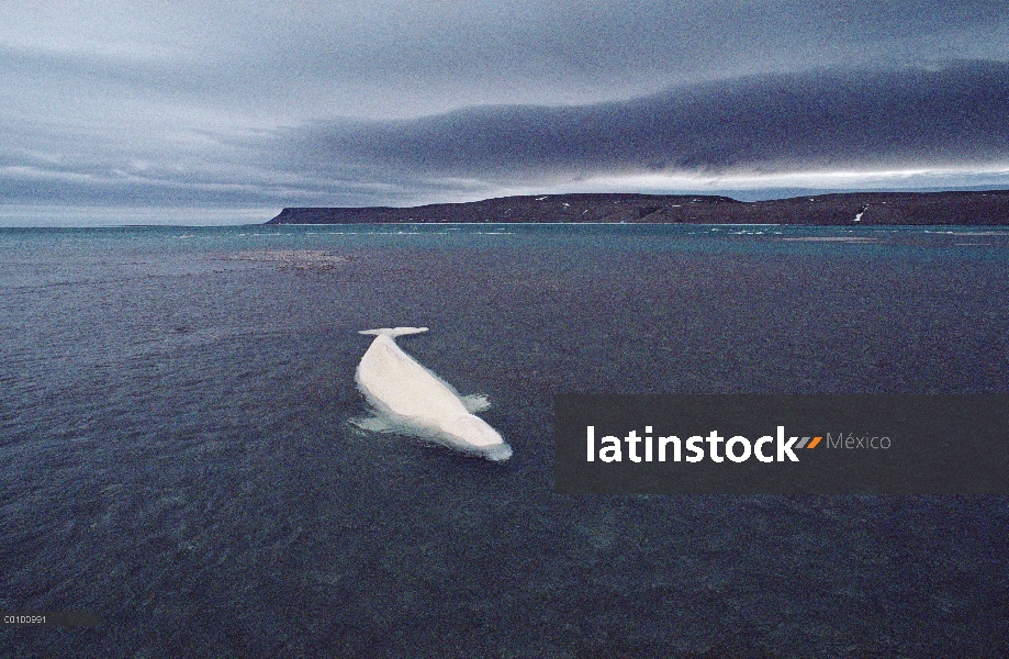 Beluga (Delphinapterus leucas) ballena varada y espera la marea entrante cuando se acerca la torment