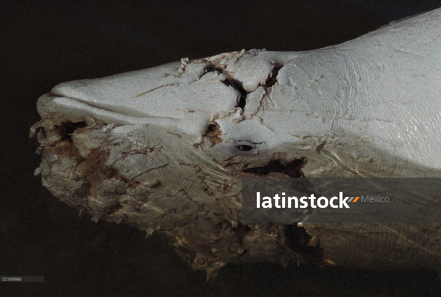 Víctima de ballena beluga (Delphinapterus leucas) de un ataque de Oso Polar (Ursus maritimus), isla 