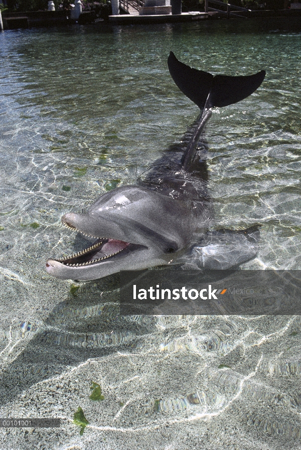 Delfín oscuro (Lagenorhynchus obscurus) par superficie, Nueva Zelanda