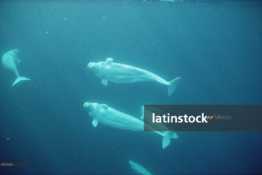 Curioso grupo Beluga (Delphinapterus leucas) a 200 pies de profundidad, sonido de Jones, territorios