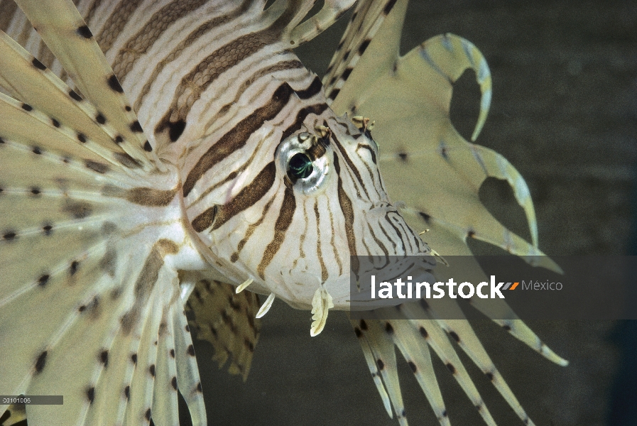 Pez león común (Pterois volitans), nativo de Indonesia