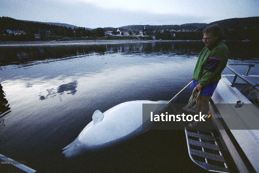 Canal de Beluga (Delphinapterus leucas) de mujer embarazada posiblemente asesinada por examinded de 