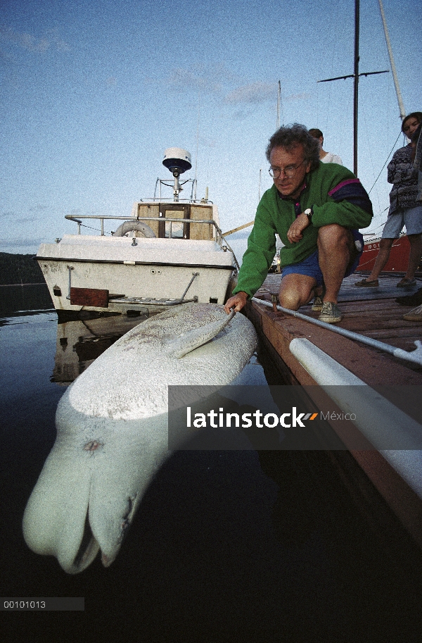 Toxicólogo Pierre Beland con muertos, embarazadas ballenas Beluga (Delphinapterus leucas), posibleme