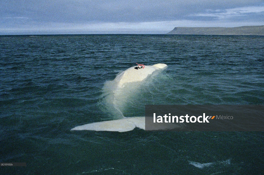 Beluga (Delphinapterus leucas) marcada con transmisor satelital y trenzado, espera entrante marea, t