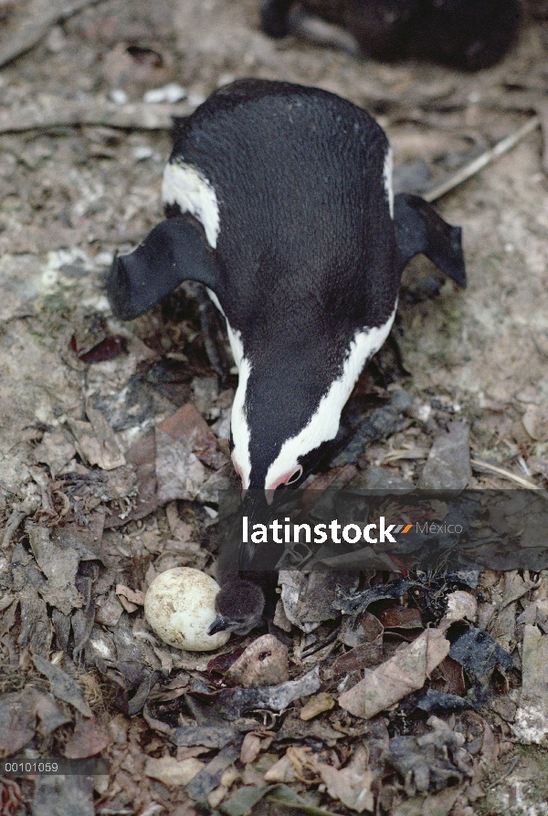 Adulto de pingüino (Spheniscus demersus) negro-footed con jóvenes nacidos y huevo, Namibia