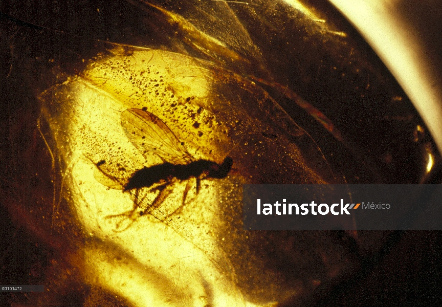 Mosquito (Culex sp) embalsamado dentro de ámbar, Rusia