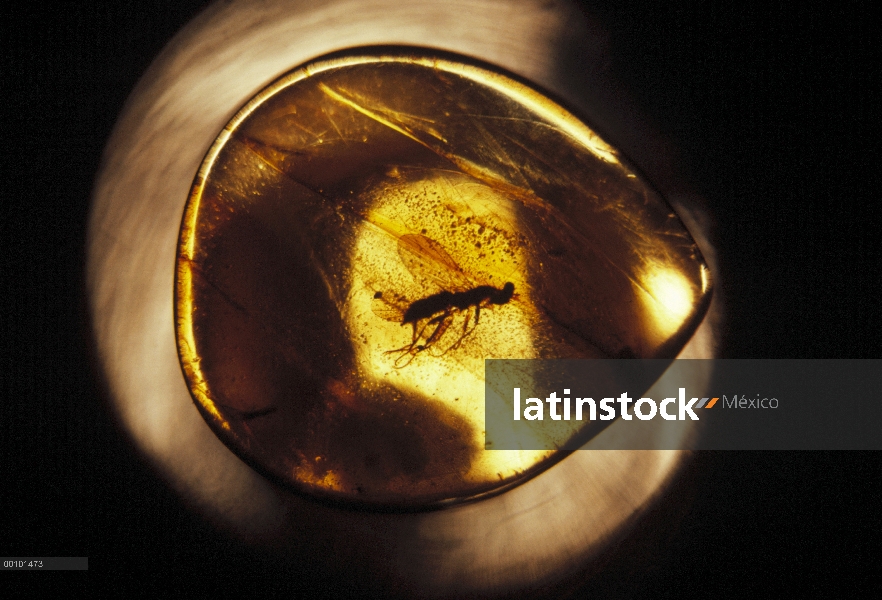 Mosquito (Culex sp) embalsamado dentro de ámbar, Rusia