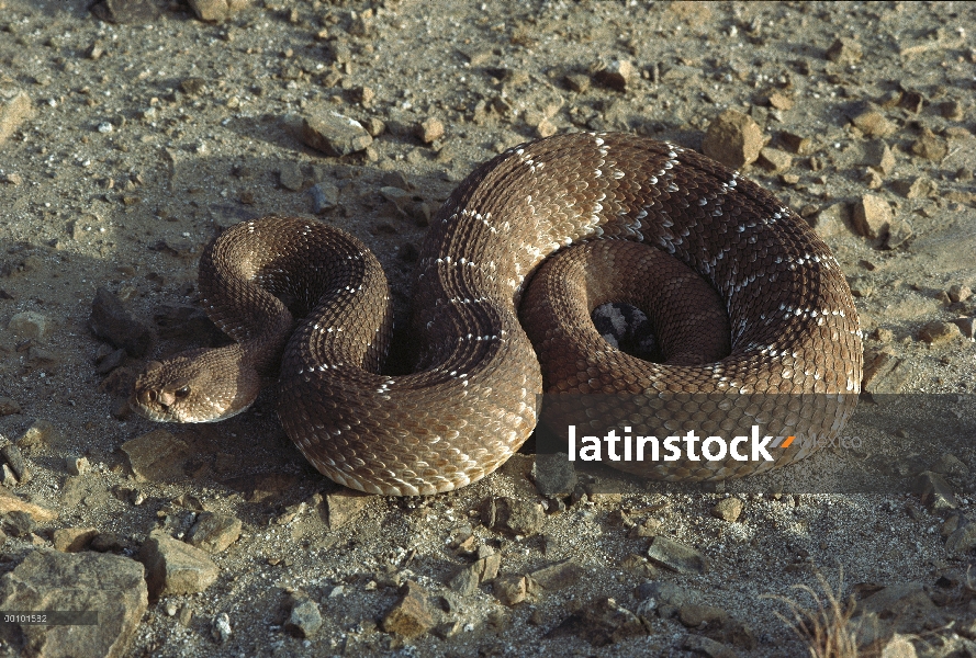 Rojo serpiente de cascabel (Crotalus ruber) enrollada en el suelo, Baja California, México