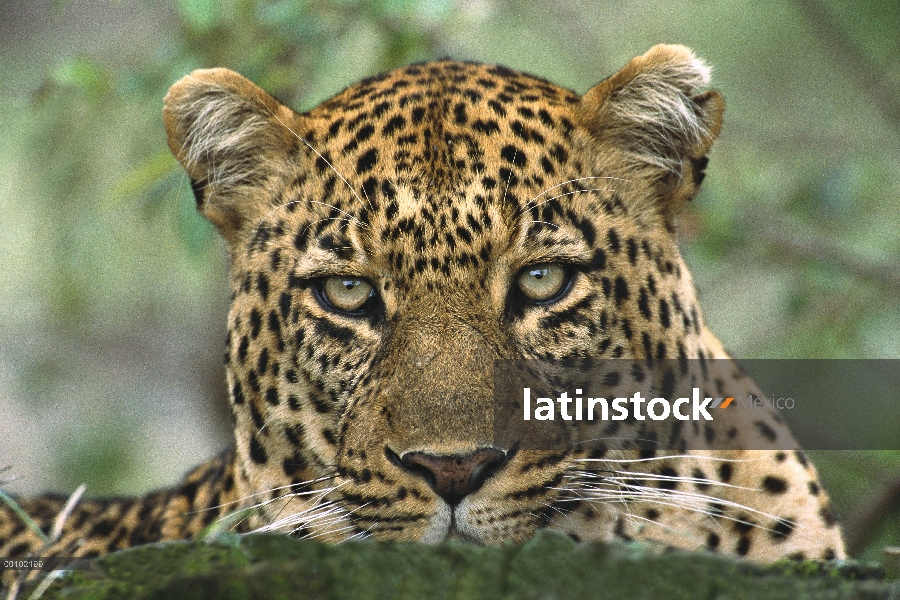 Leopardo (Panthera pardus) gran hombre descansando después de la caza y devora su muerte, Reserva Na