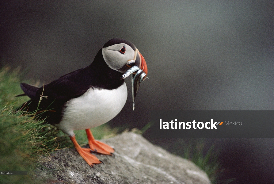 Frailecillo Atlántico (Fratercula arctica) con pescado en su pico, Escocia