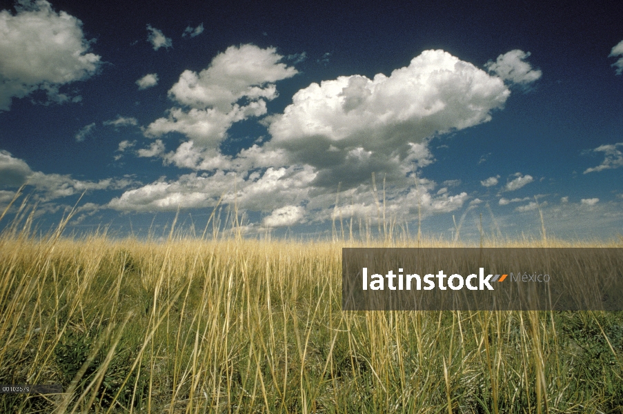 Cielo nublado sobre la pradera de tallgrass, Parque Nacional Cueva del viento, Dakota del sur