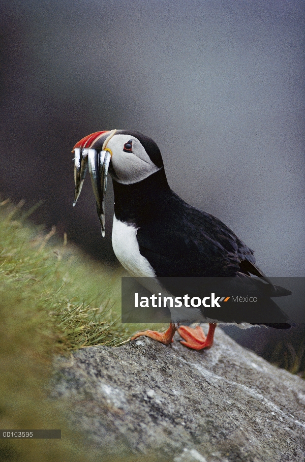 Frailecillo Atlántico (Fratercula arctica) con pescado en su pico, Escocia