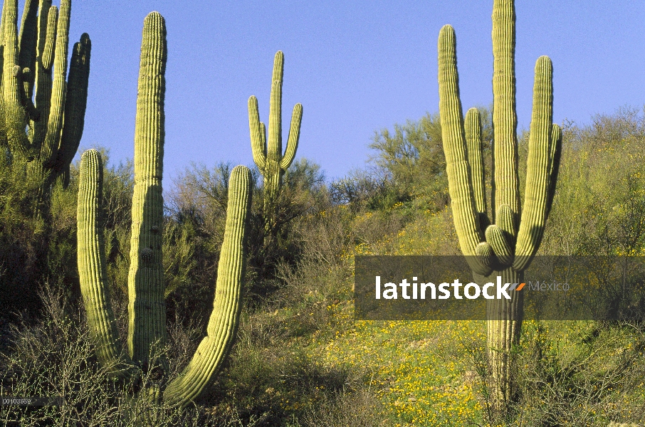 Paisaje de cactus Saguaro (Carnegiea gigantea), el Parque Nacional Saguaro, Arizona