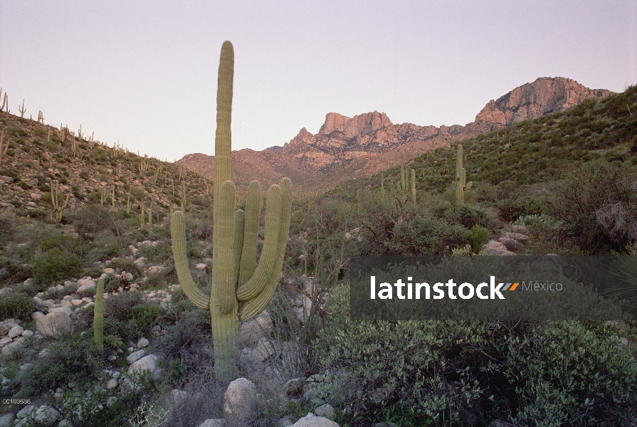 Cactus Saguaro (Carnegiea gigantea), órgano de la pipa Cactus monumento nacional, Arizona