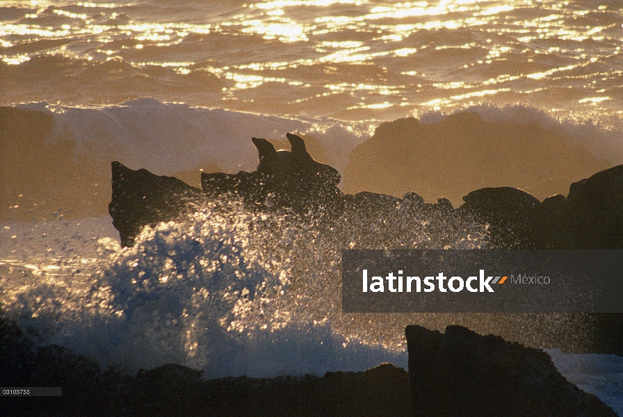 Par de leones marinos de California (Zalophus californianus) en la costa rocosa, reserva estatal de 