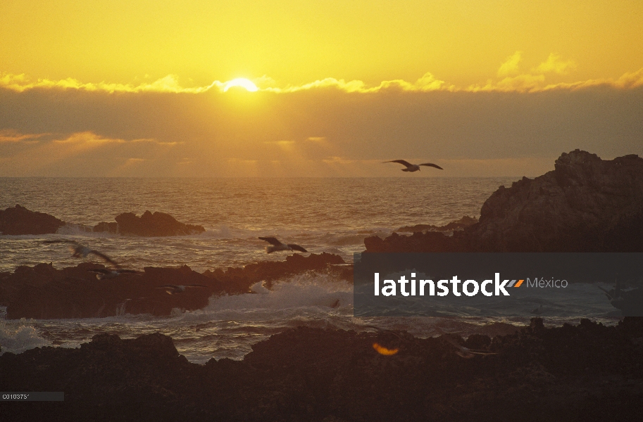 Rebaño de la gaviota occidental (Larus occidentalis) sobrevolando al atardecer orilla rocosa, reserv