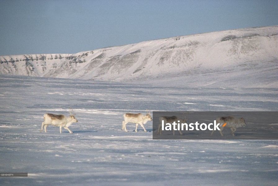 Grupo caribú de Peary (Rangifer tarandus pearyi) en nieve, isla de Ellesmere, Nunavut, Canadá