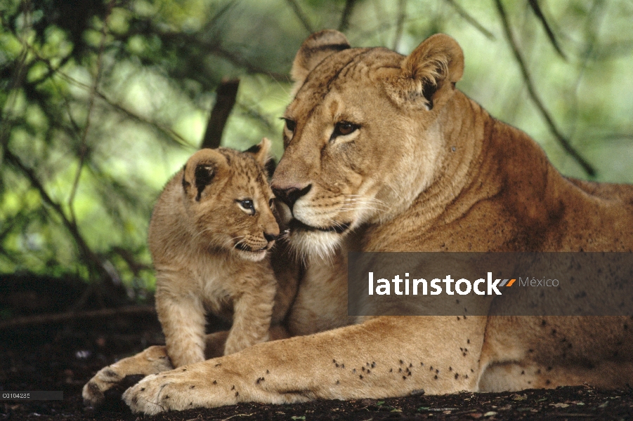 León africano (Panthera leo) madre y cachorro, reserva de Solio, Kenia