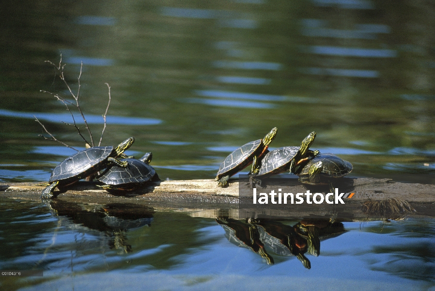 Grupo de tortugas (Chrysemys picta) pintado asolearse sobre troncos, Minnesota