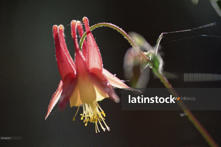 Flor silvestre de Columbine (Aquilegia canadensis), Minnesota