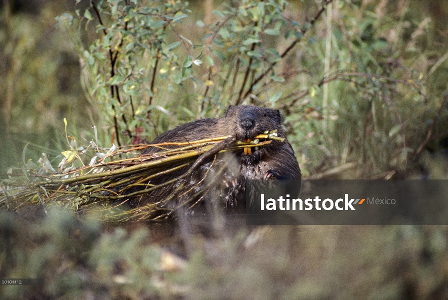 Castor americano (Castor canadensis) que cortar ramas solían construir su albergue, Alaska