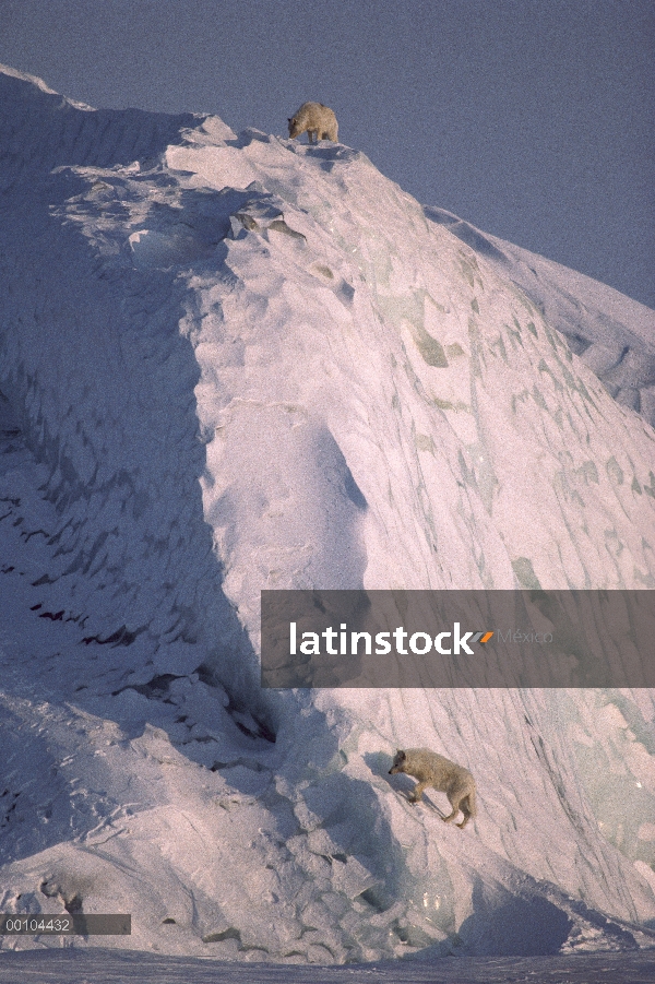 Paquete de lobo Ártico (Canis lupus) en iceberg, isla de Ellesmere, Nunavut, Canadá