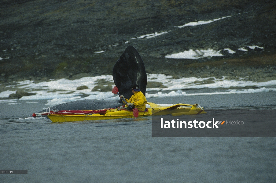 Investigador de la ballena (Balaena mysticetus) de la Groenlandia Kerry Finley en kayak al lado de l