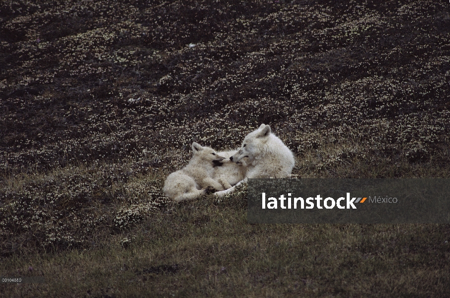 Cachorro de lobo Ártico (Canis lupus) enseñanza a Ártico liebres (Lepus arcticus), isla de Ellesmere