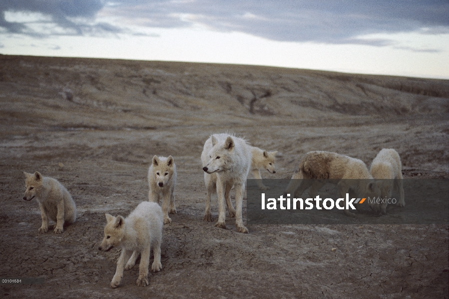 Lobo Ártico (Canis lupus) con seis cachorros, isla de Ellesmere, Nunavut, Canadá