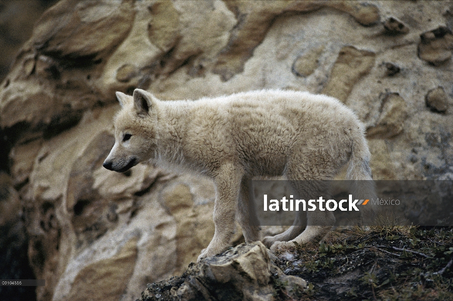 Cachorro de lobo Ártico (Canis lupus), isla de Ellesmere, Nunavut, Canadá