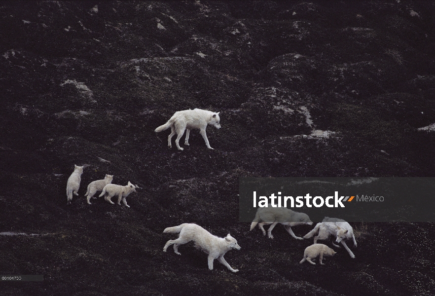 Paquete de lobo Ártico (Canis lupus) en tundra, isla de Ellesmere, Nunavut, Canadá