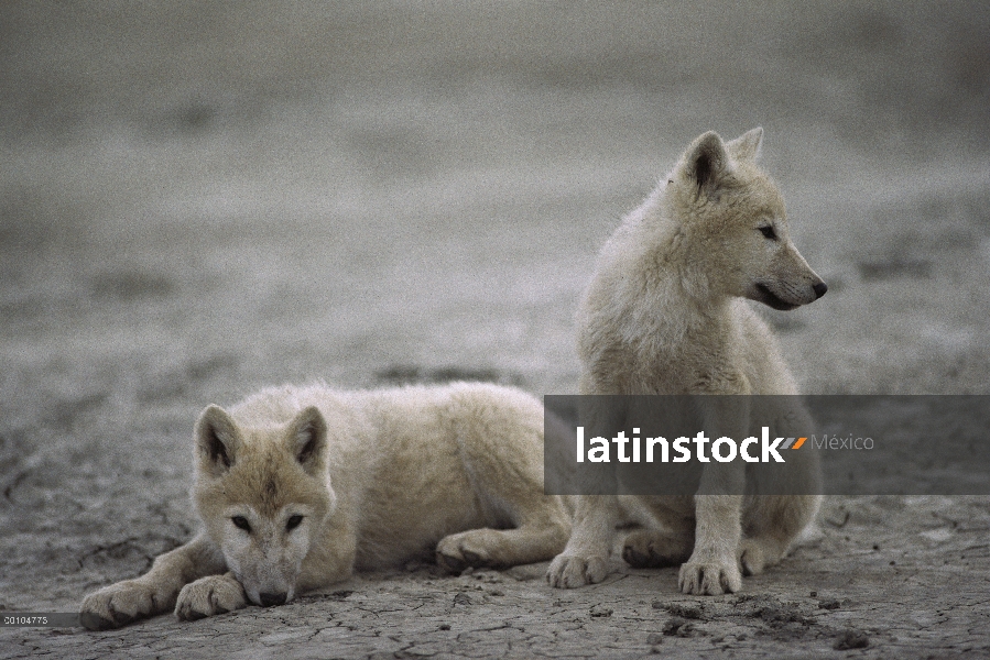 Crías de lobo Ártico (Canis lupus), isla de Ellesmere, Nunavut, Canadá