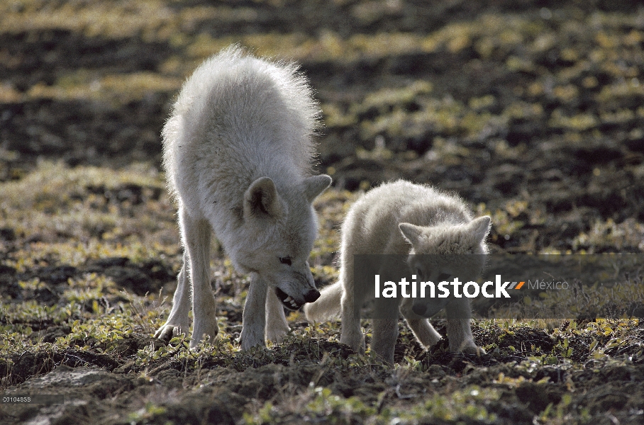 Perrito sumiso del regaño de lobo Ártico (Canis lupus), isla de Ellesmere, Nunavut, Canadá