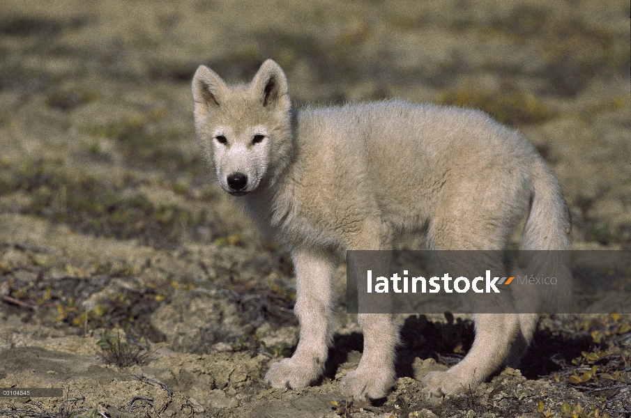 Cachorro de lobo Ártico (Canis lupus), isla de Ellesmere, Nunavut, Canadá