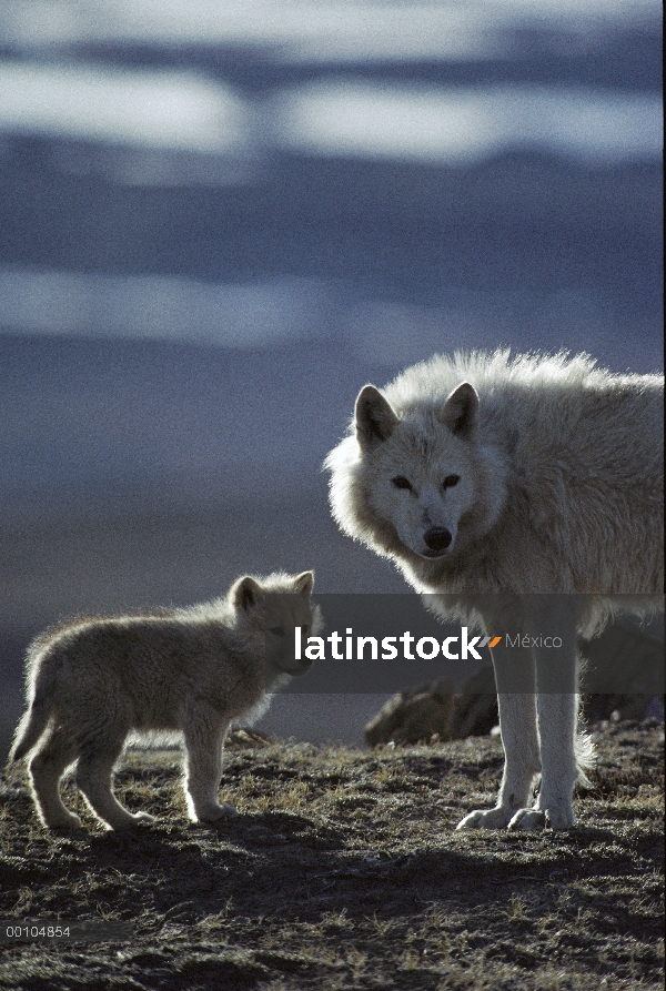 Lobo Ártico (Canis lupus) con cachorro, isla de Ellesmere, Nunavut, Canadá