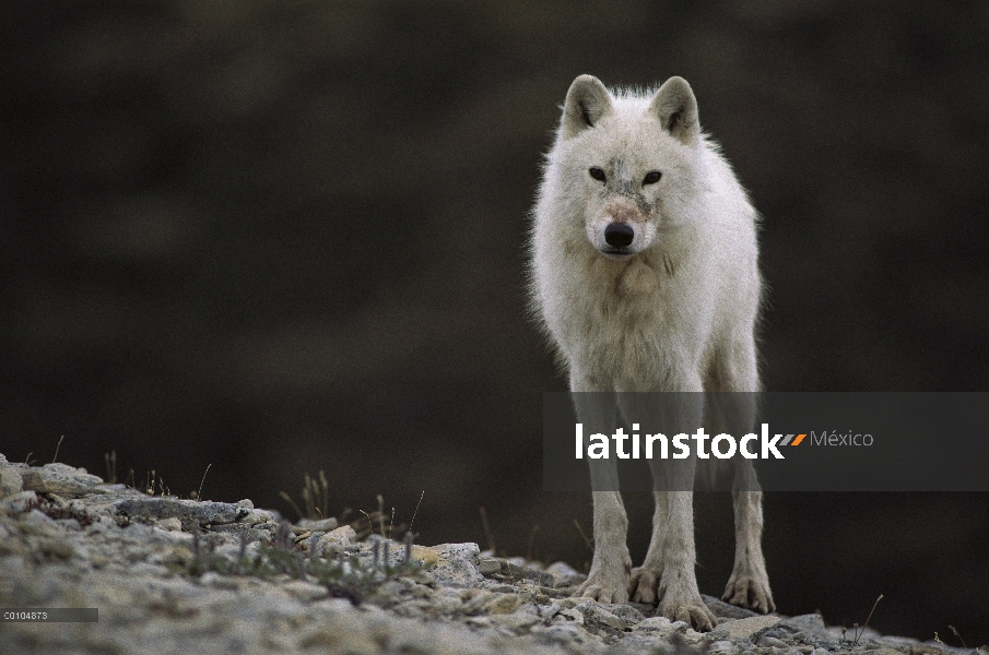 Macho alfa lobo Ártico (Canis lupus) llamado Buster cerca den, isla de Ellesmere, Nunavut, Canadá