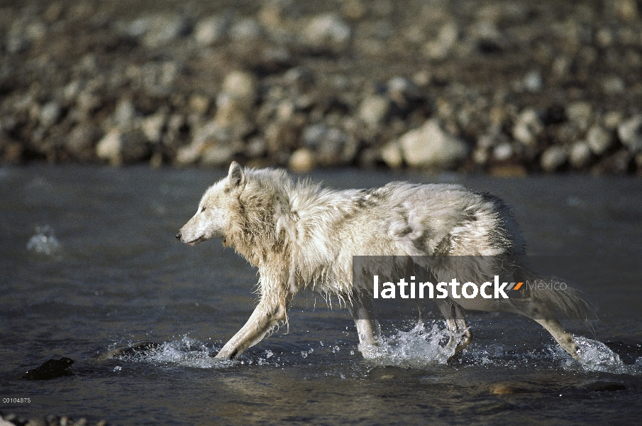 Lobo Ártico (Canis lupus) que atraviesa el arroyo, isla de Ellesmere, Nunavut, Canadá