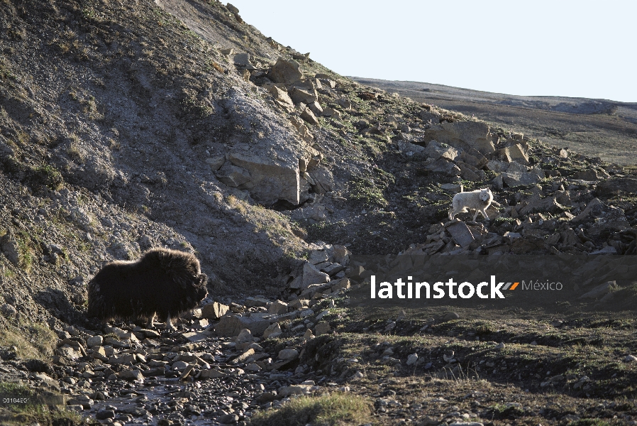 Lobo Ártico (Canis lupus) las curvas buey almizclero (Ovibos moschatus), isla de Ellesmere, Nunavut,