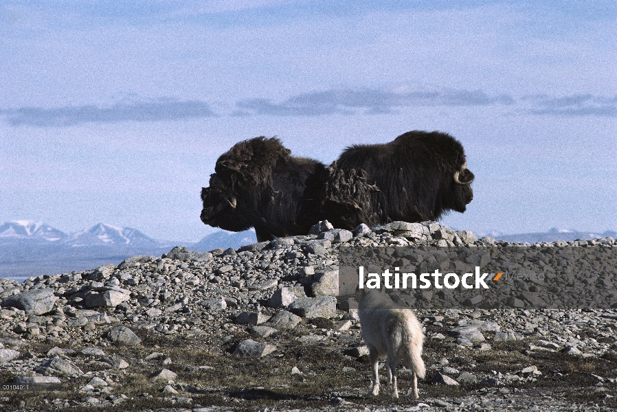 Lobo Ártico (Canis lupus), acecho a par de buey almizclero (Ovibos moschatus) en formación defensiva