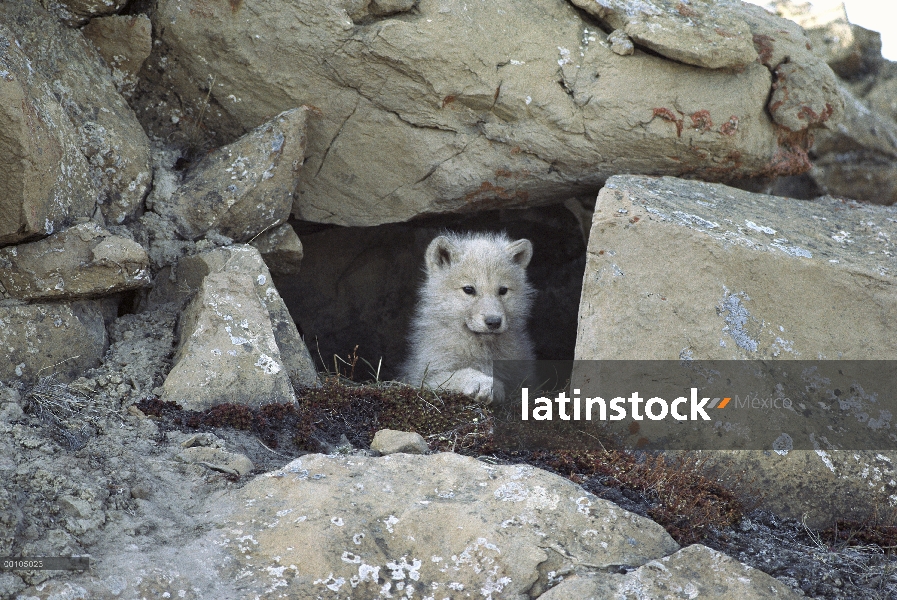 Fuera interconexión de cachorro de lobo Ártico (Canis lupus) de den, isla de Ellesmere, Nunavut, Can