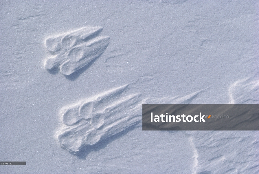 Lobo Ártico (Canis lupus) pistas en nieve, isla de Ellesmere, Nunavut, Canadá