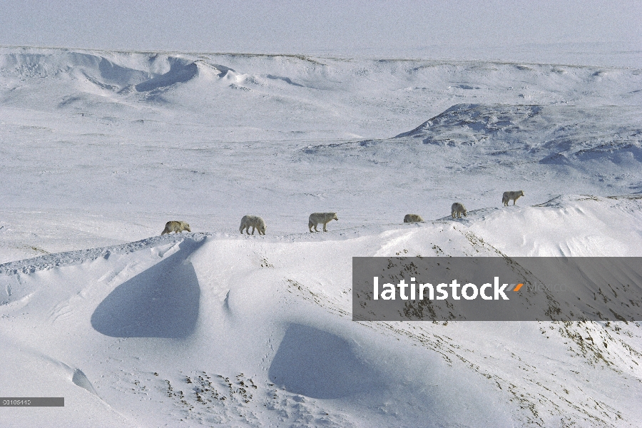 Paquete de lobo Ártico (Canis lupus) en la tundra Nevada, isla de Ellesmere, Nunavut, Canadá