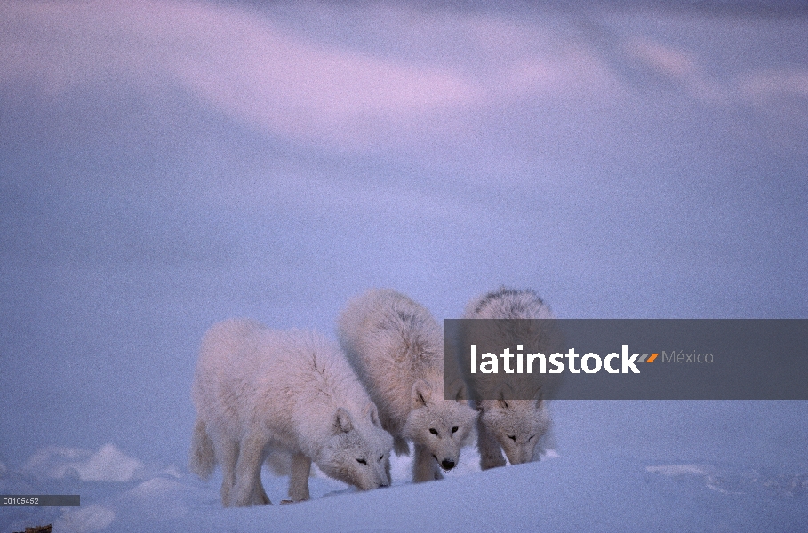 Aroma de seguimiento del trío de lobo Ártico (Canis lupus), isla de Ellesmere, Nunavut, Canadá